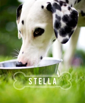 Stella's Bone