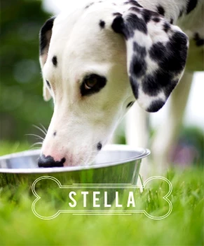 Stella's Bone
