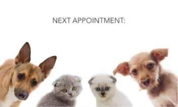 Furriendly Faces Vet