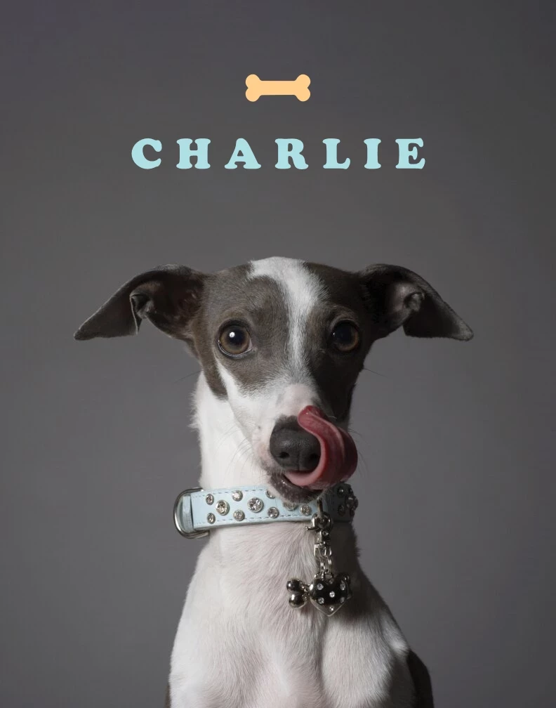 Pet Portrait