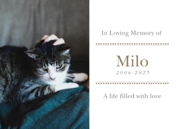 Goodbye My Feline Friend