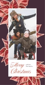 Poinsettia Illustration Christmas