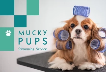 Pet Groomer Boxes