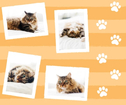 Stripes And Paw Prints